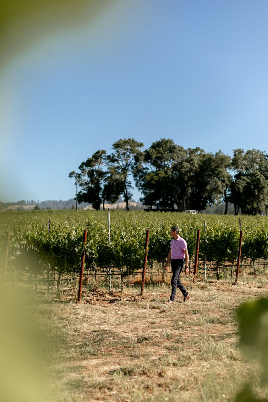 A person walks through a vineyard on a sunny day. The scene is framed by blurred green leaves in the foreground. Tall trees and a clear blue sky are visible in the background.