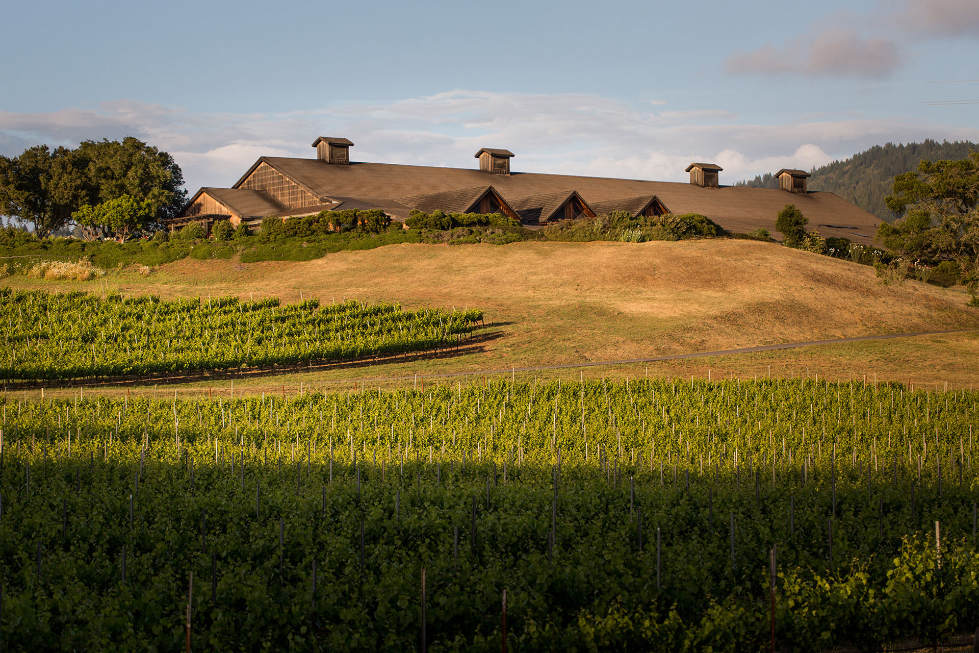 A winery building with a brown roof sits atop a hill, surrounded by green vineyards. Trees are dotted around the area, and a partially cloudy sky is above. Sunlight and shadows create a patchwork on the landscape.