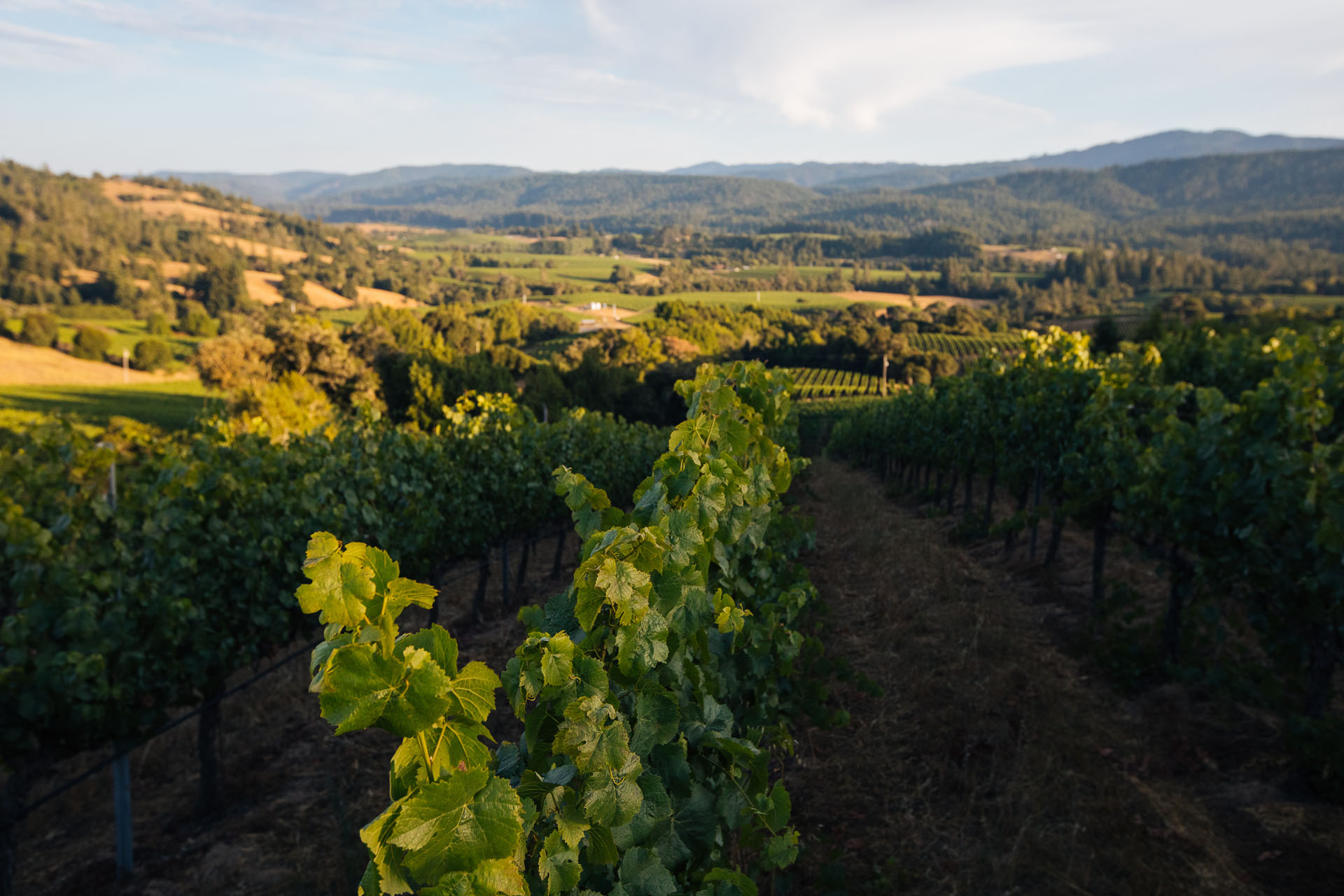 A lush vineyard stretches into the distance under a clear sky, surrounded by rolling hills and distant mountains. Sunlight gently illuminates the green grapevines, creating a picturesque landscape.