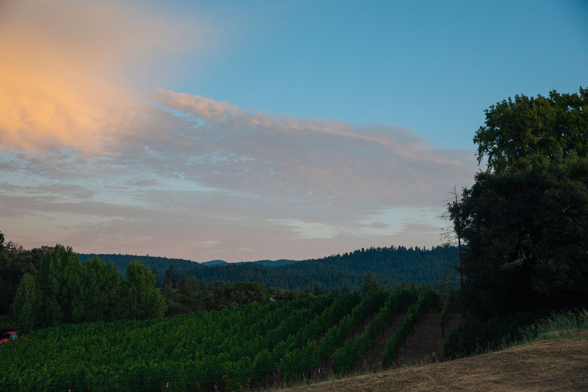 A scenic view of a lush, green vineyard stretching into the distance, bordered by trees. A clear blue sky is above, with a few clouds tinged orange by the setting sun. Rolling hills are visible on the horizon.