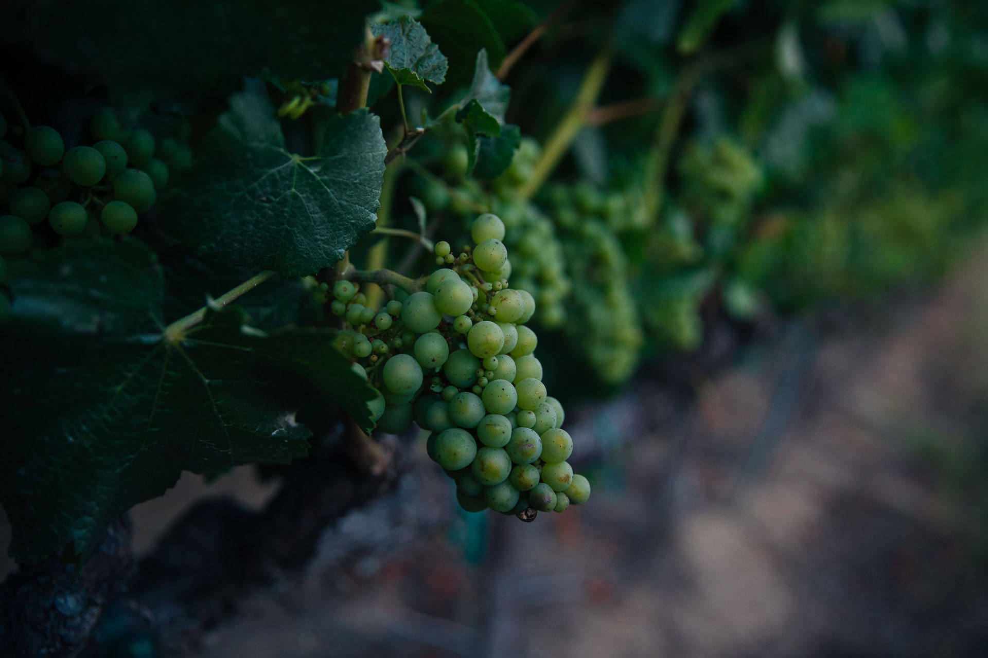 Close-up of green grapes hanging from a vine. The grapes are clustered together among lush, green leaves. The background is slightly blurred, highlighting the detailed texture of the fruit and foliage in the foreground.