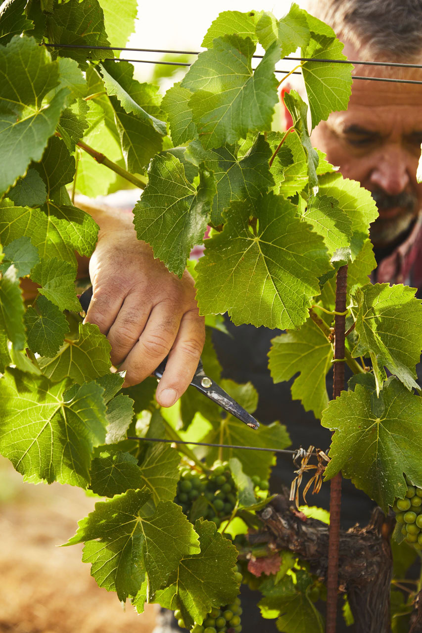 A person carefully tends to grapevines, using pruning shears to trim the leaves. The scene is set in a sunlit vineyard, with lush green leaves and small clusters of unripe grapes visible.