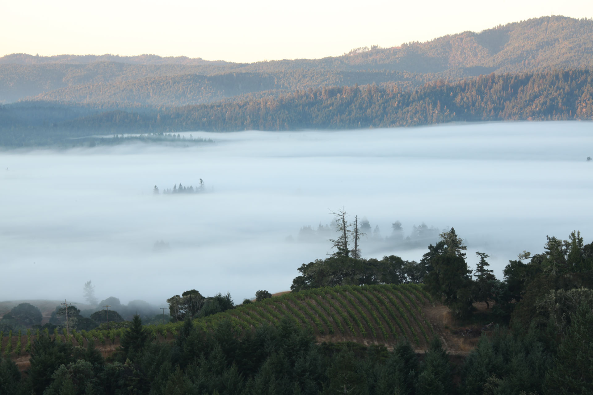 A scenic view of a vineyard surrounded by misty morning fog with forested hills in the background. The fog partially obscures the landscape, creating a serene and mysterious atmosphere.