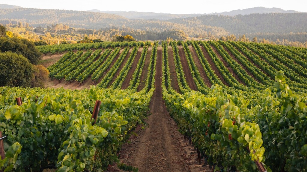 Vineyards at Roederer Estate